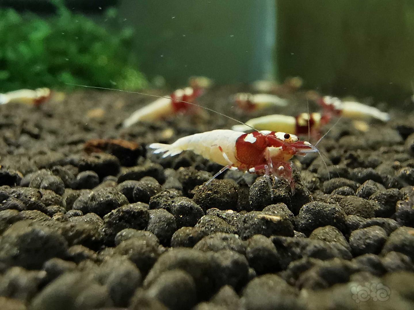 【虾】2019-11-24#RMB拍卖多洞红姘头5母2公繁殖组-图4