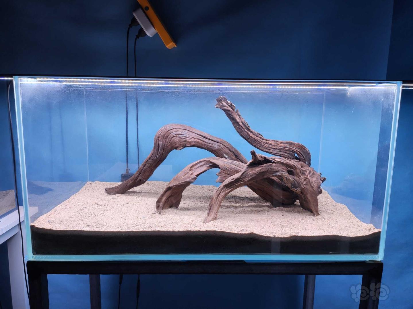 水草沉木紫柚南美风枝条造景