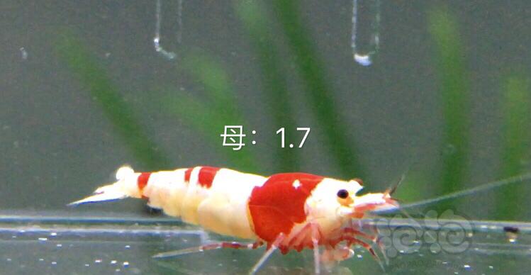【虾】2019-11-19#RMB拍卖红白三公七母繁殖组-图8
