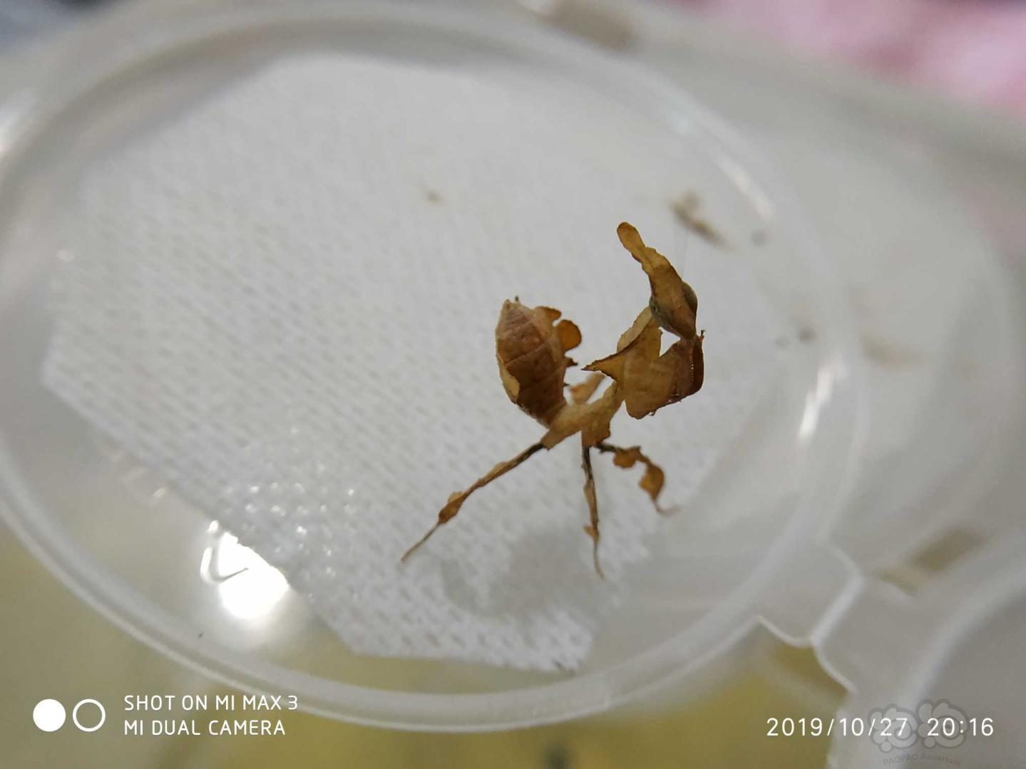 实物出售幽灵螳螂