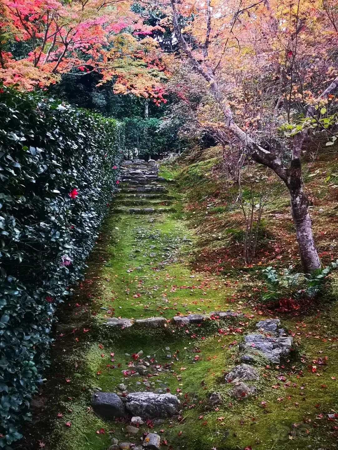 京都天龙寺🍁-图9