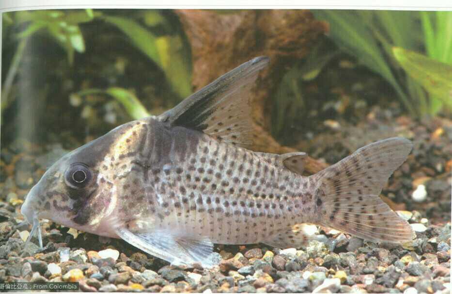 【鼠鱼】黑点豹鼠鱼简介-图2