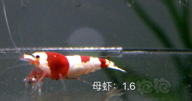 【虾】2019-11-07#RMB拍卖红白水晶虾六只-图4