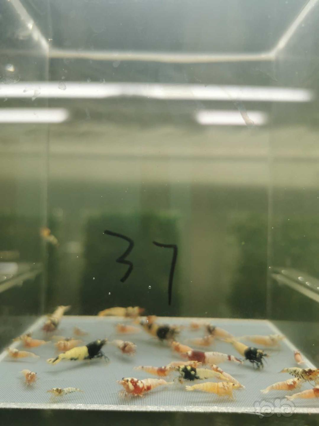 【虾】2019-11-30#RMB拍卖淘汰虾水晶虾一份30只-图3