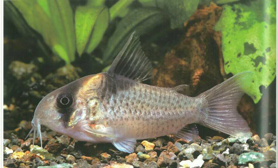 【鼠鱼】黑翅豹鼠鱼简介-图2