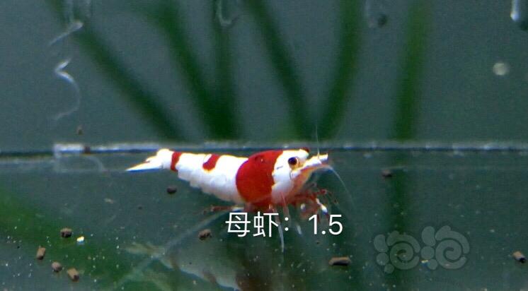 【虾】2019-11-07#RMB拍卖红白水晶虾六只-图1