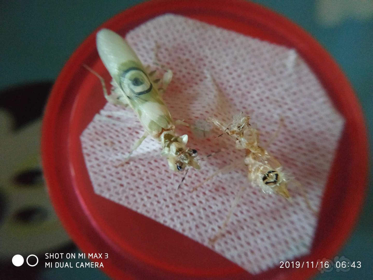 羽化厚的刺花螳螂-图1