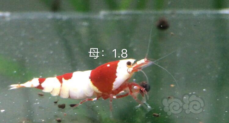 【虾】2019-11-19#RMB拍卖红白三公七母繁殖组-图9