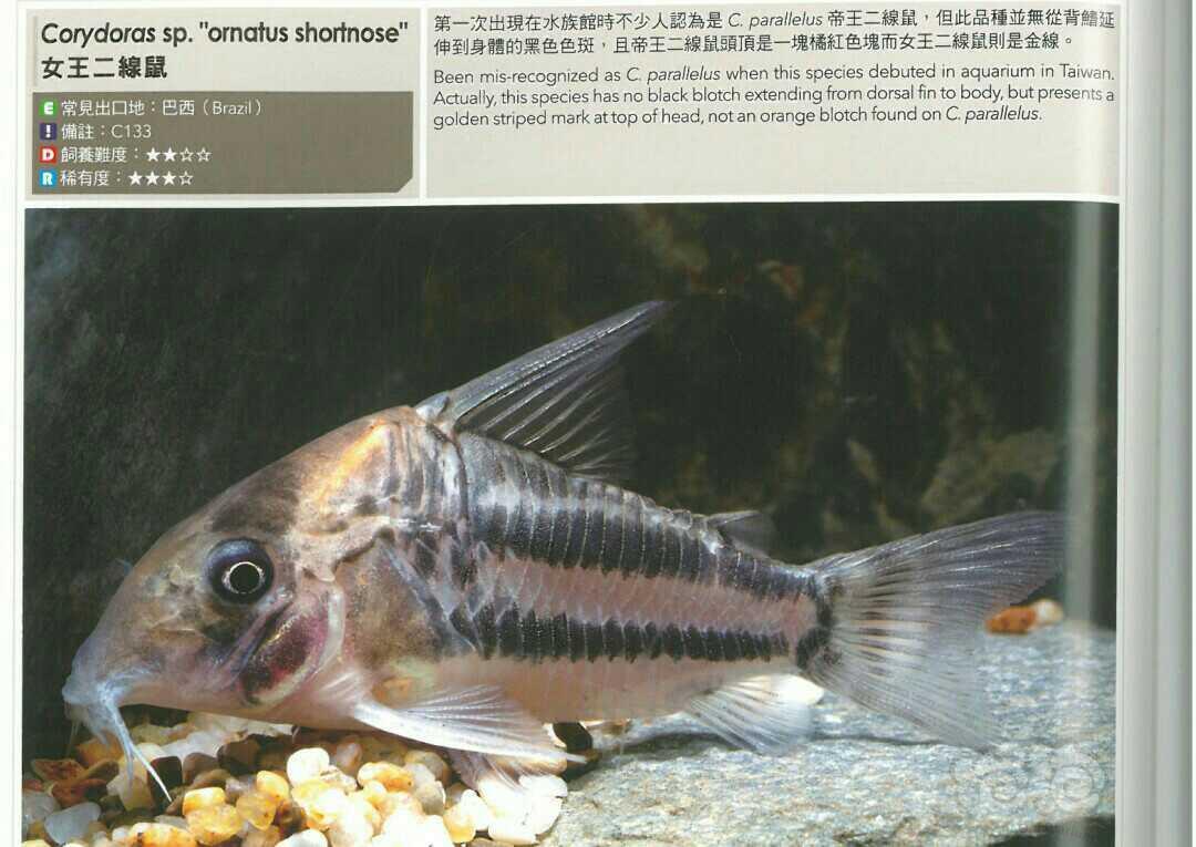 【鼠鱼】女王二线鼠鱼简介