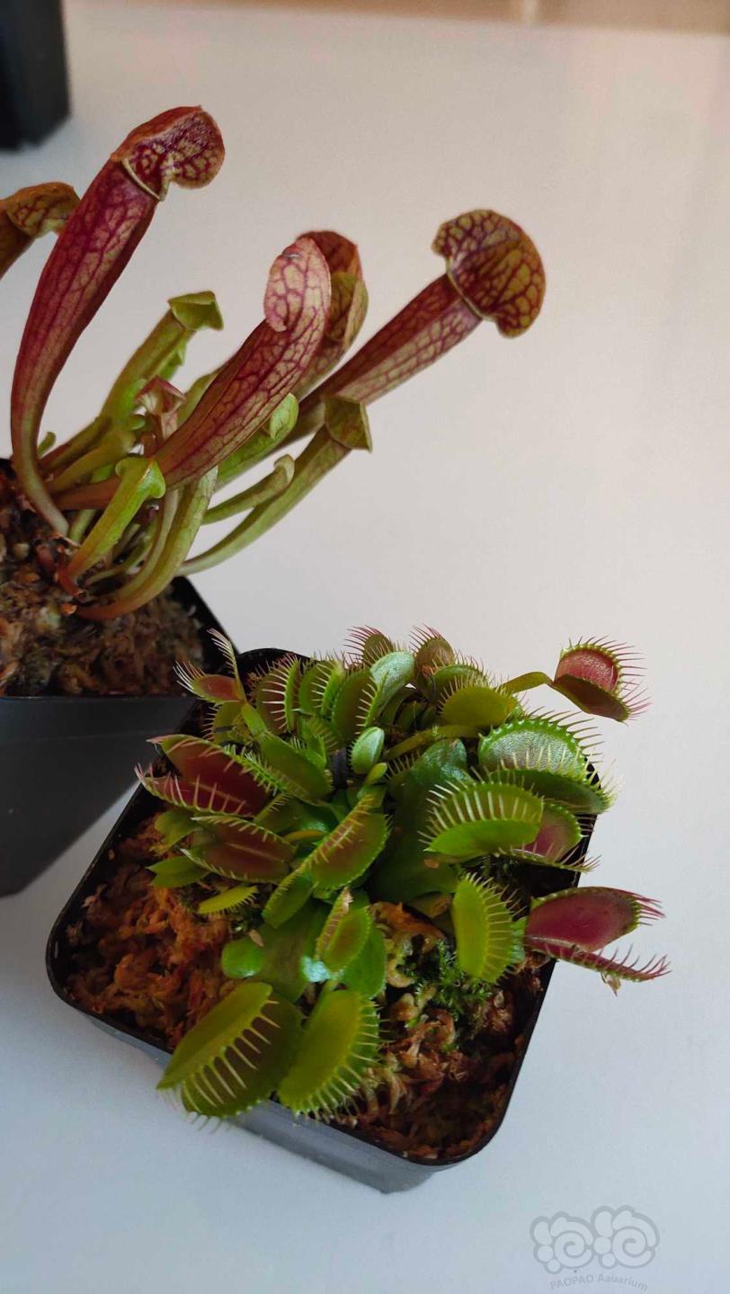 食虫植物捕蝇草瓶子草