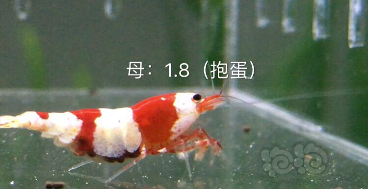 【虾】2019-11-19#RMB拍卖红白三公七母繁殖组-图7