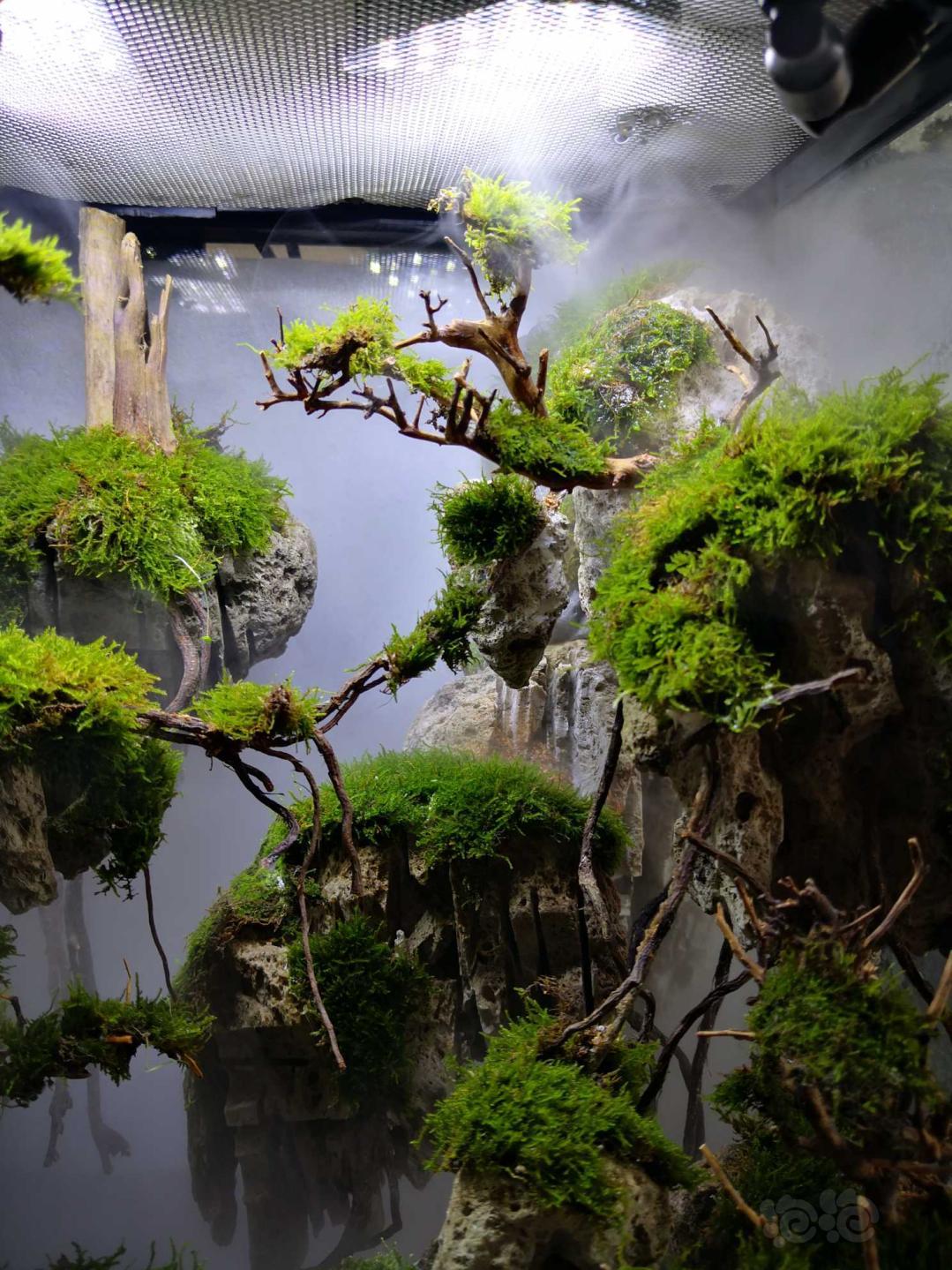 【雨林】灵感源于阿凡达的小雨林缸-图8