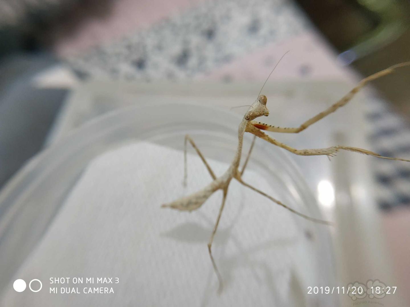 细细的孔雀螳螂