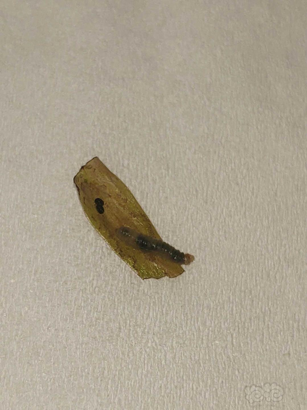 快来看看这什么虫 吃叶子 泡泡水族