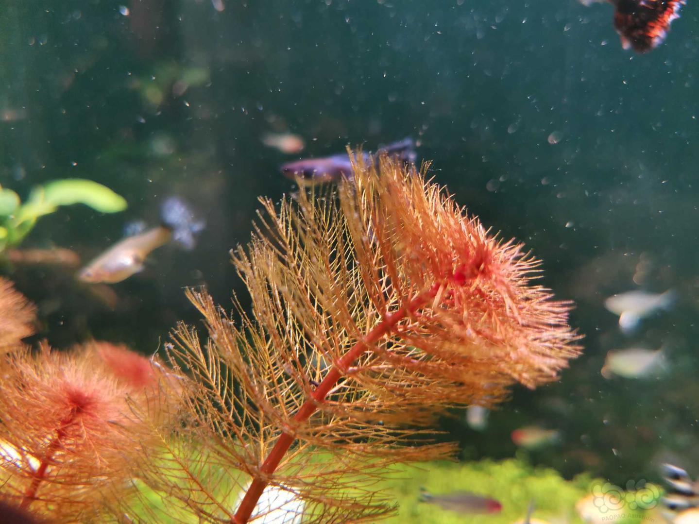 这是乌苏里还是红上层红羽毛