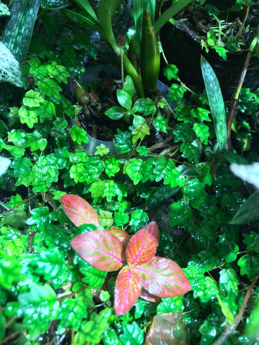 雨林缸水陆缸掌叶霹雳