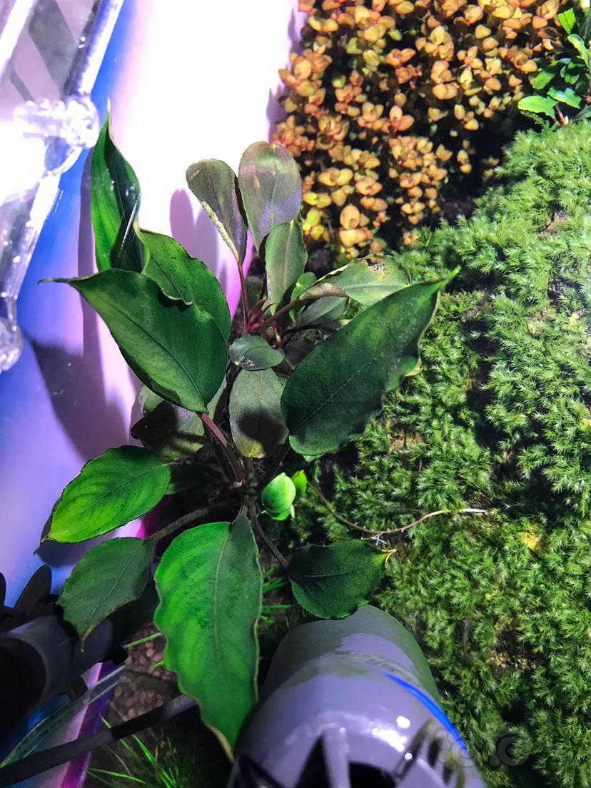 出一组模特辣椒榕繁殖株