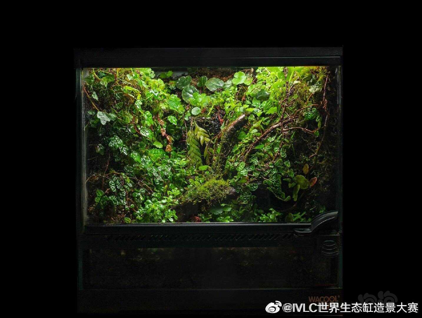 【雨林】2019 IVLC大赛【小缸组】前十名作品-图1