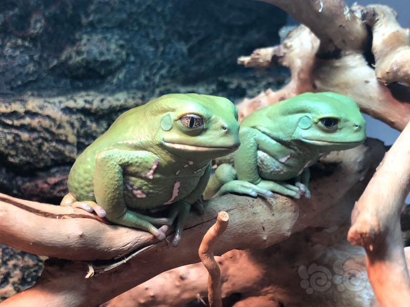 猴猴猴猴蜡白猴