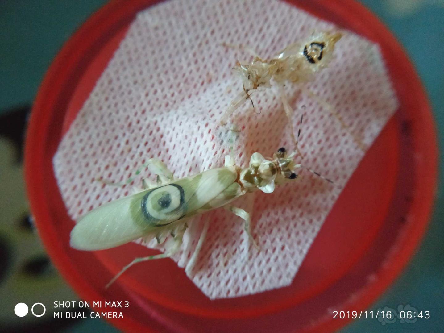 羽化厚的刺花螳螂-图3
