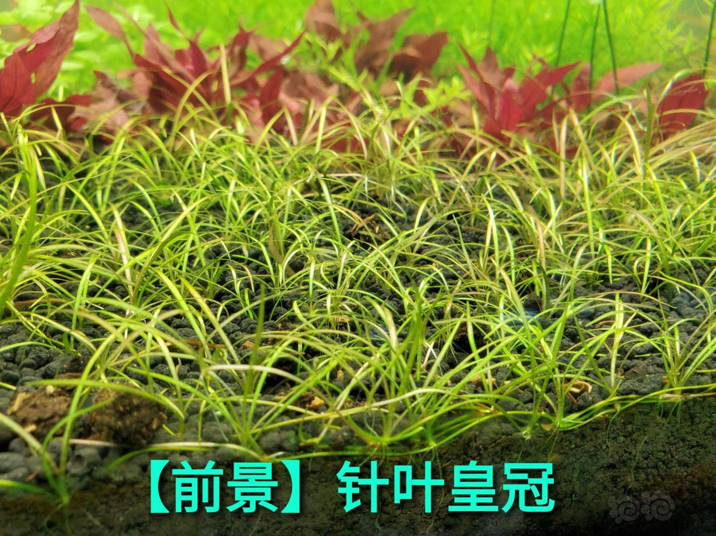 【水草】出 泰国水剑  墨西哥大莎草 红泽藻  新叶底红细叶铁黑幕蕨各种造景水草-图9