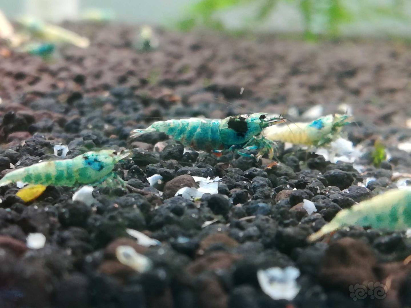 死虾死得怀疑人生