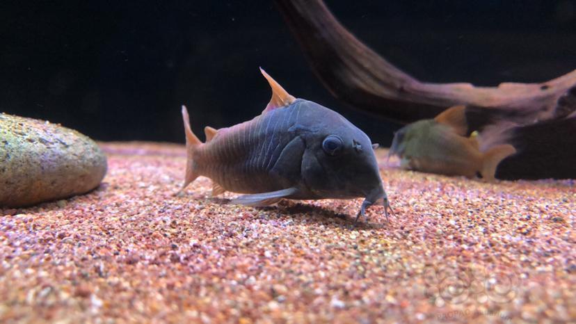 鼠鱼鼠鱼之美发色屌