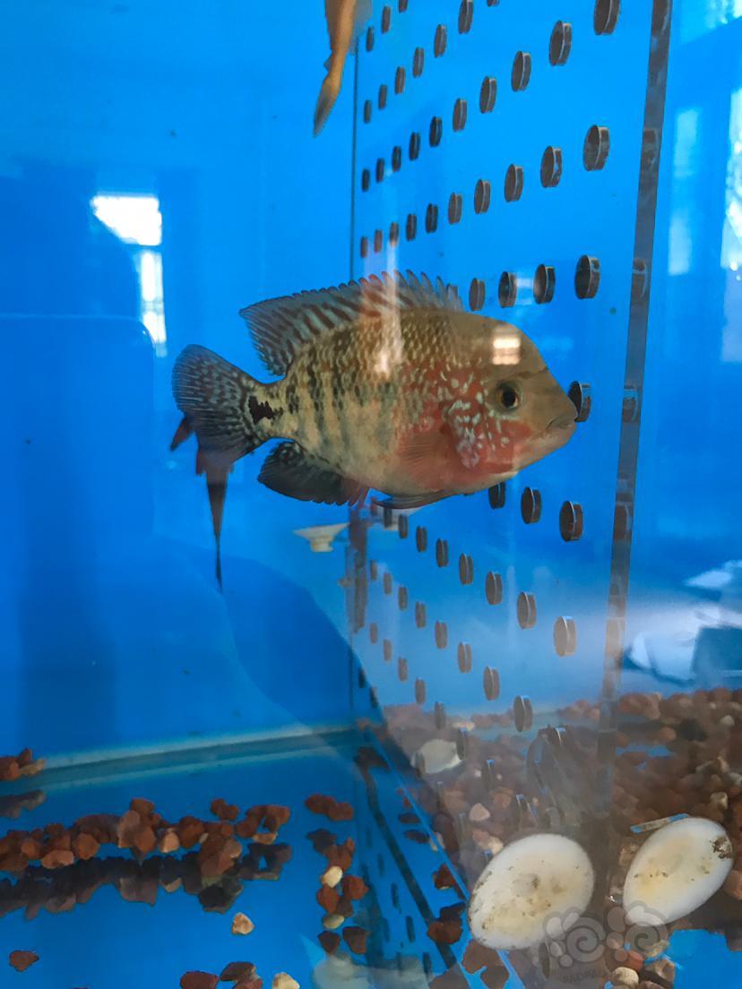 罗汉鱼圆溜小金花罗