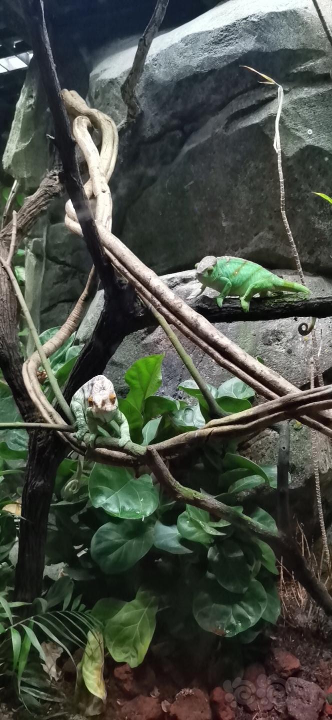 新加坡動物園爬行動物館