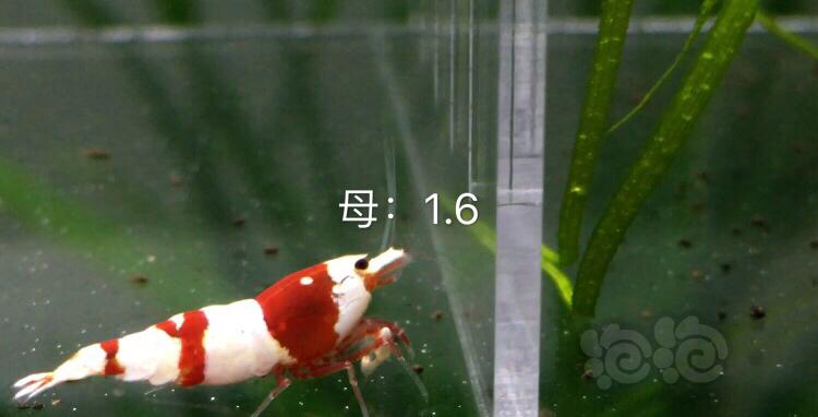 【虾】2019-11-1#RMB拍卖3公6母繁殖组-图8