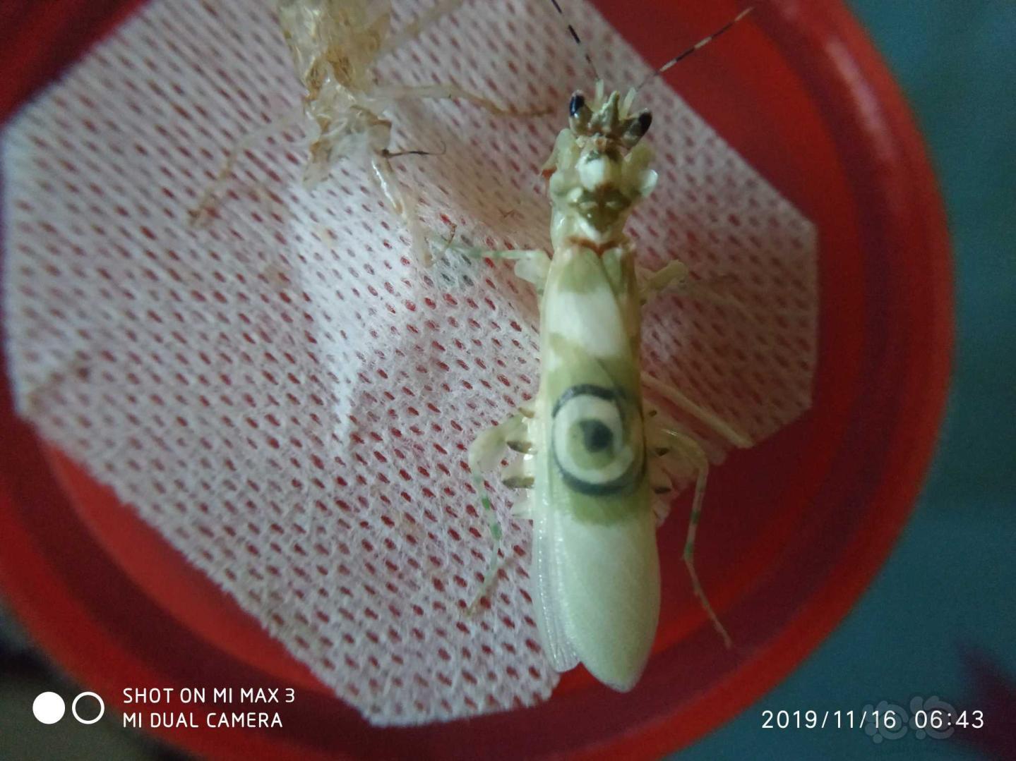 羽化厚的刺花螳螂-图5