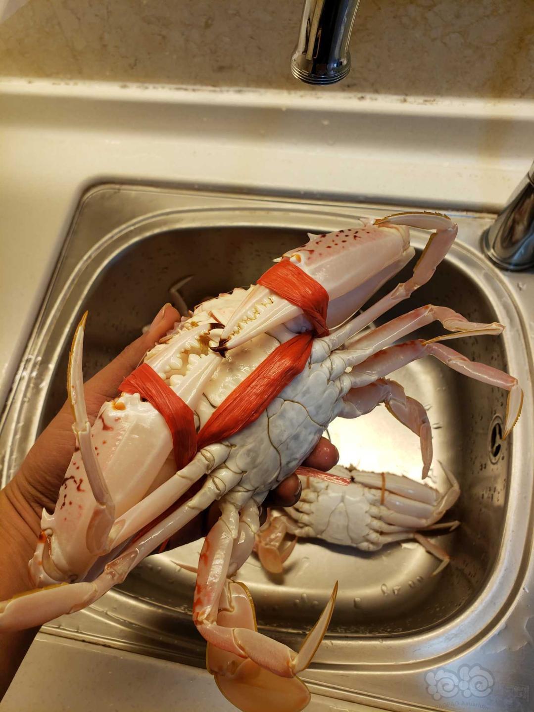 小时候最喜欢的皮皮虾