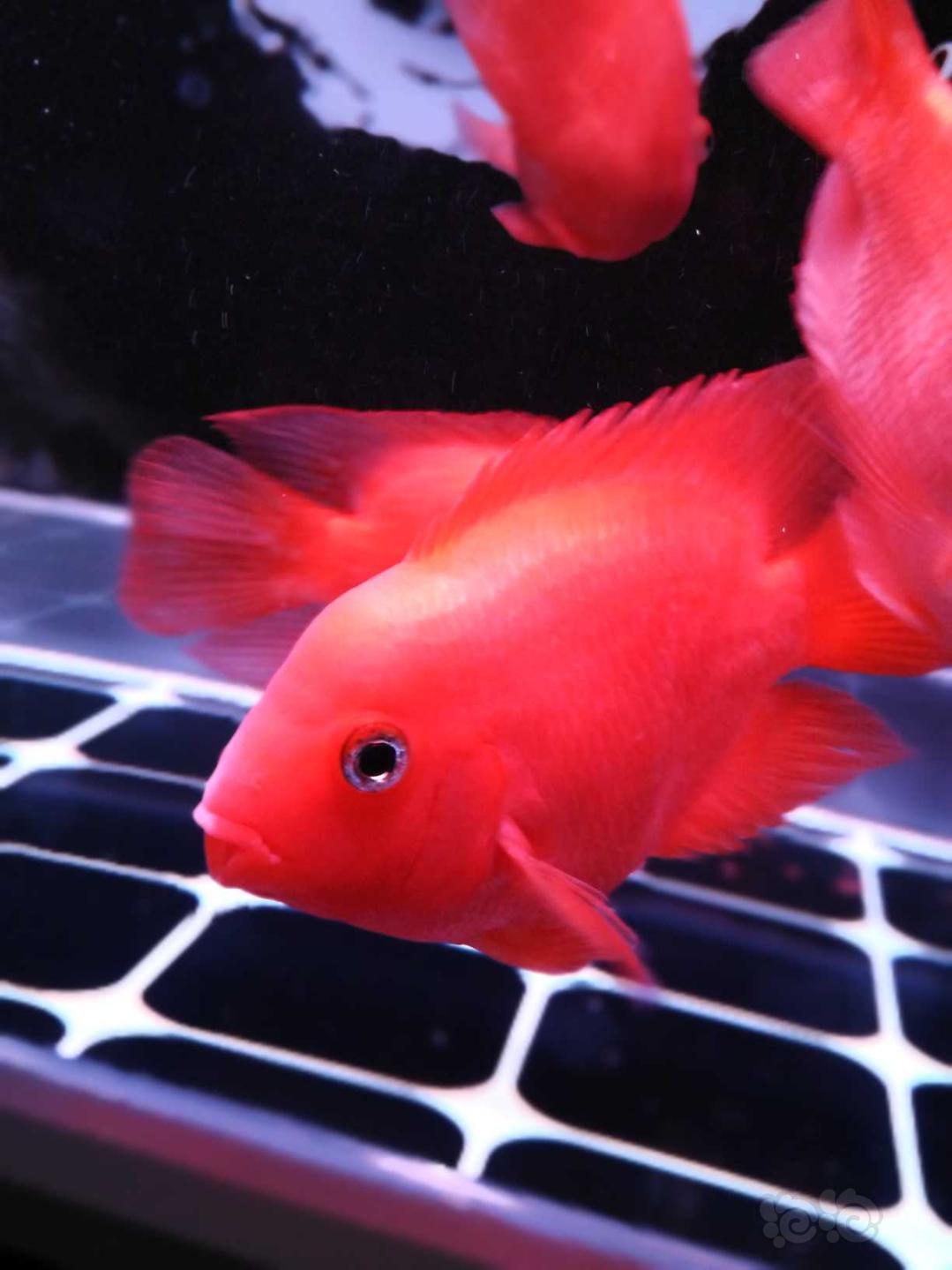 其它 崩儿头崩儿头 下雨不愁 泡泡水族