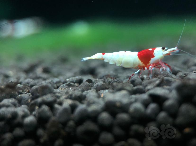 【虾】2019-11-17＃RMB拍卖红白水晶虾两只-图3