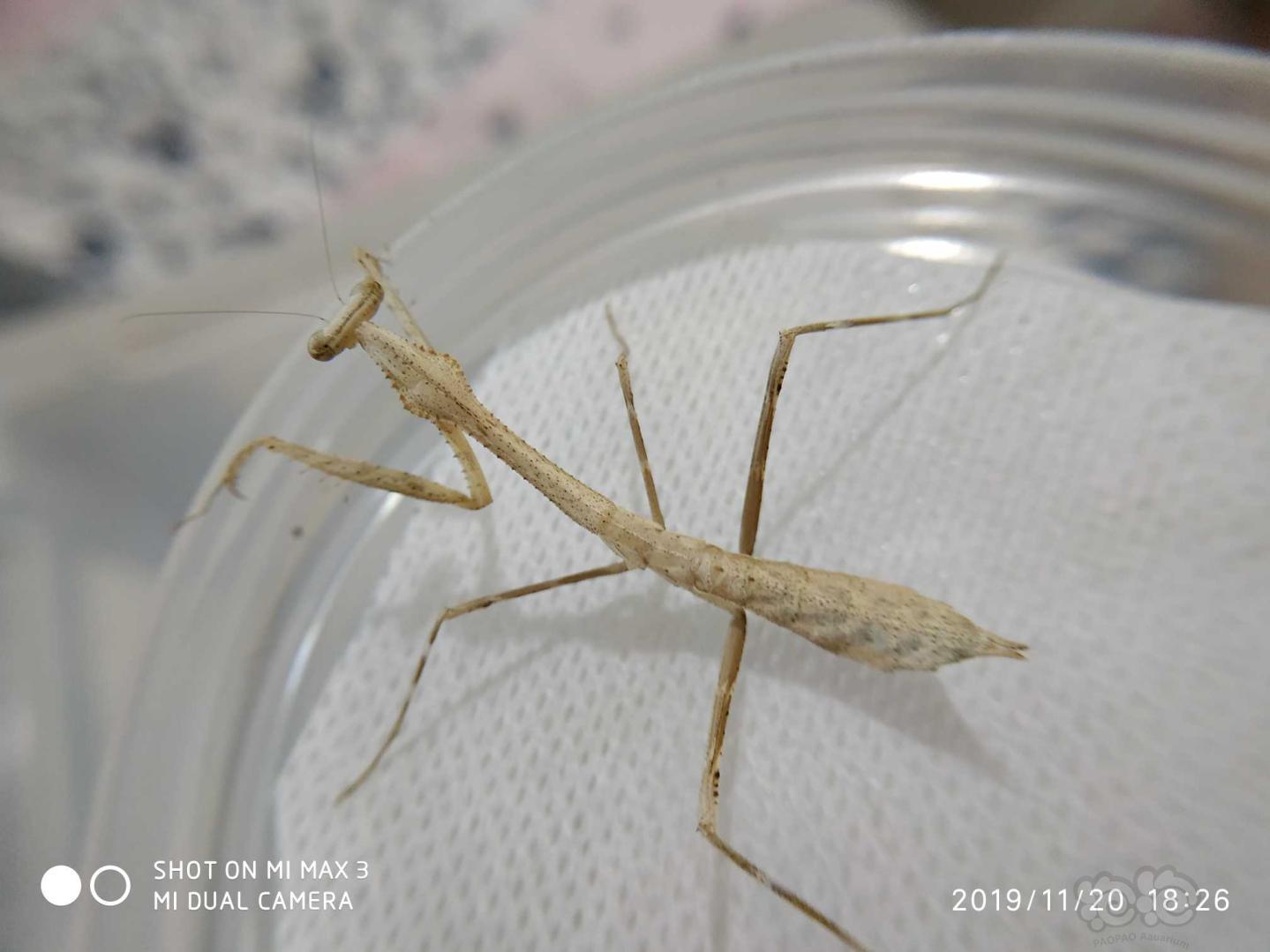 细细的孔雀螳螂