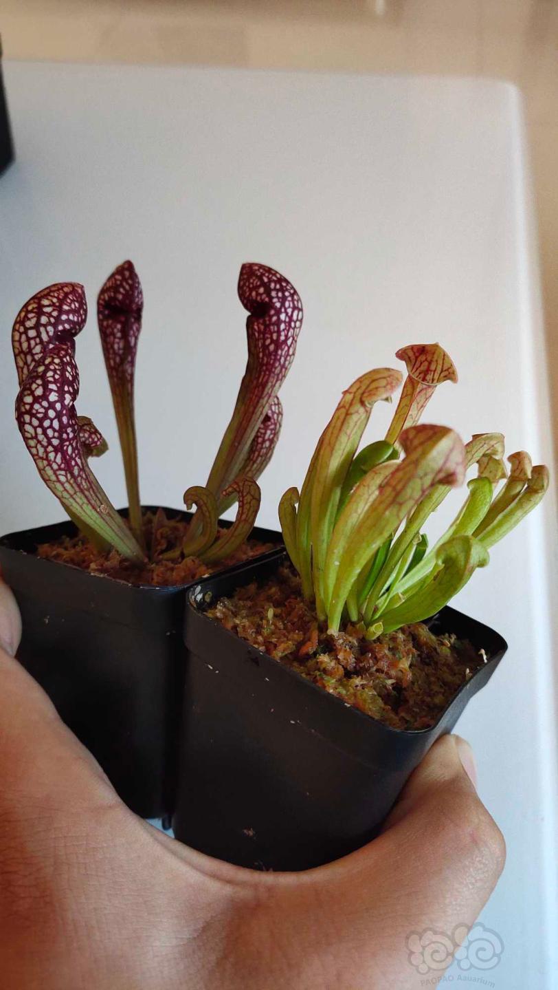 食虫植物捕蝇草瓶子草