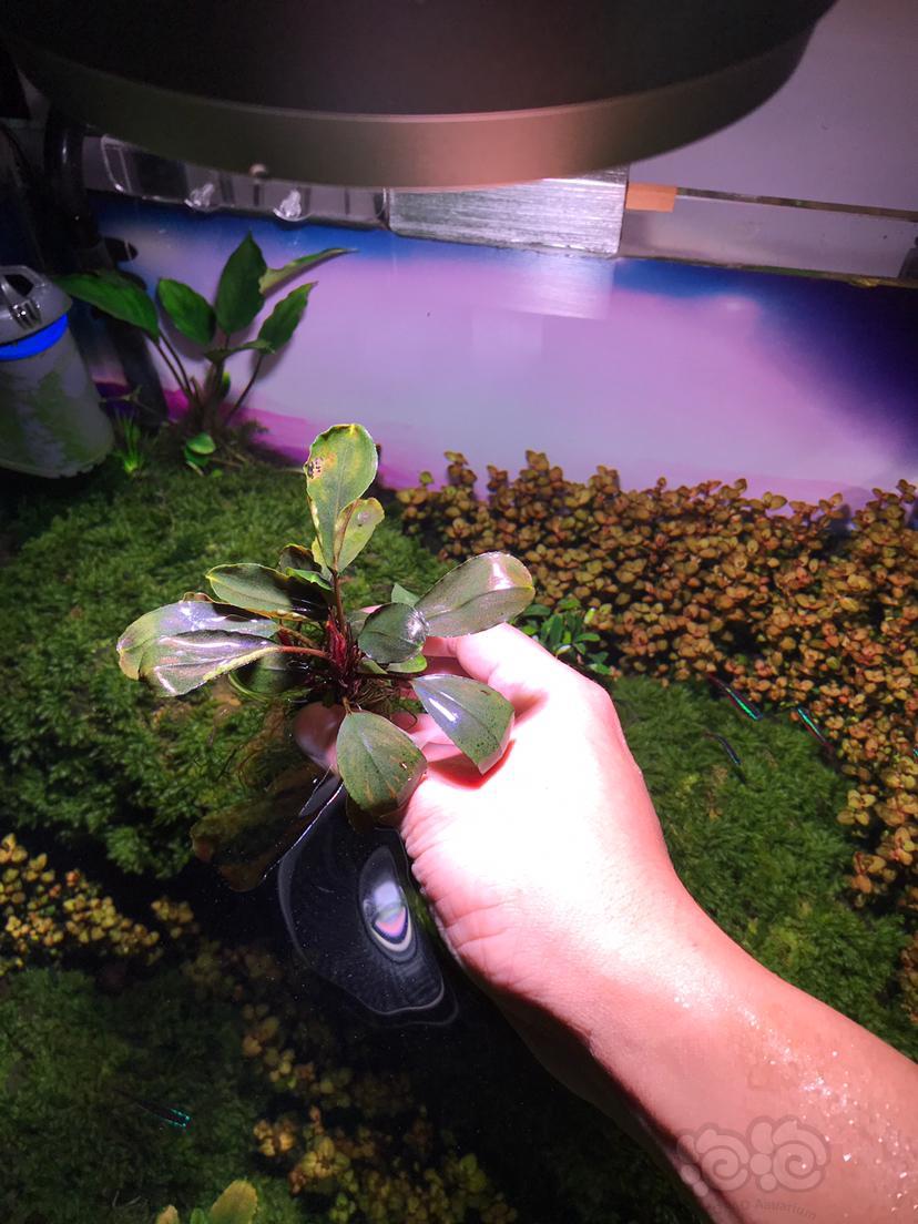 出一组模特辣椒榕繁殖株