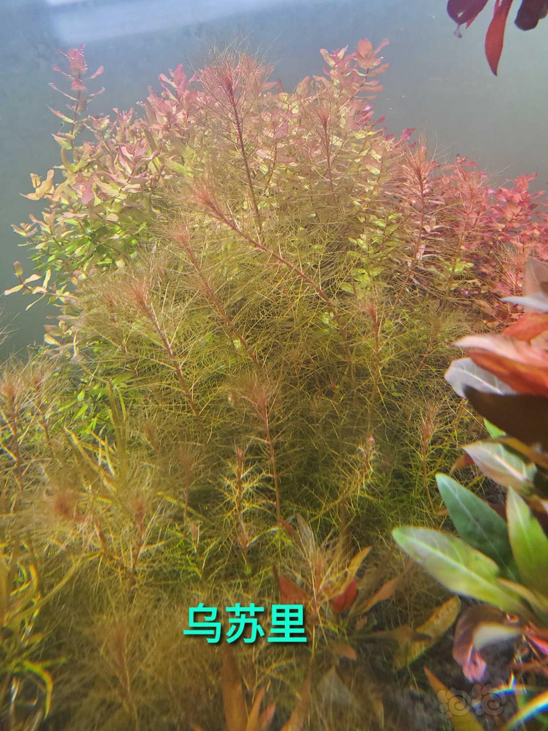 【水草】出 泰国水剑  墨西哥大莎草 红泽藻  新叶底红细叶铁黑幕蕨各种造景水草-图18