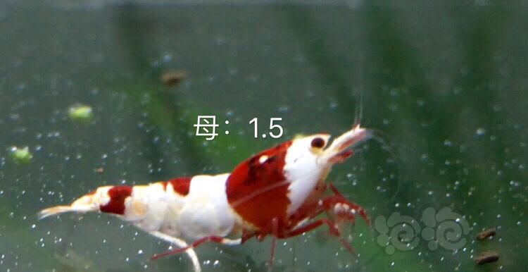 【虾】2019-11-1#RMB拍卖3公6母繁殖组-图7