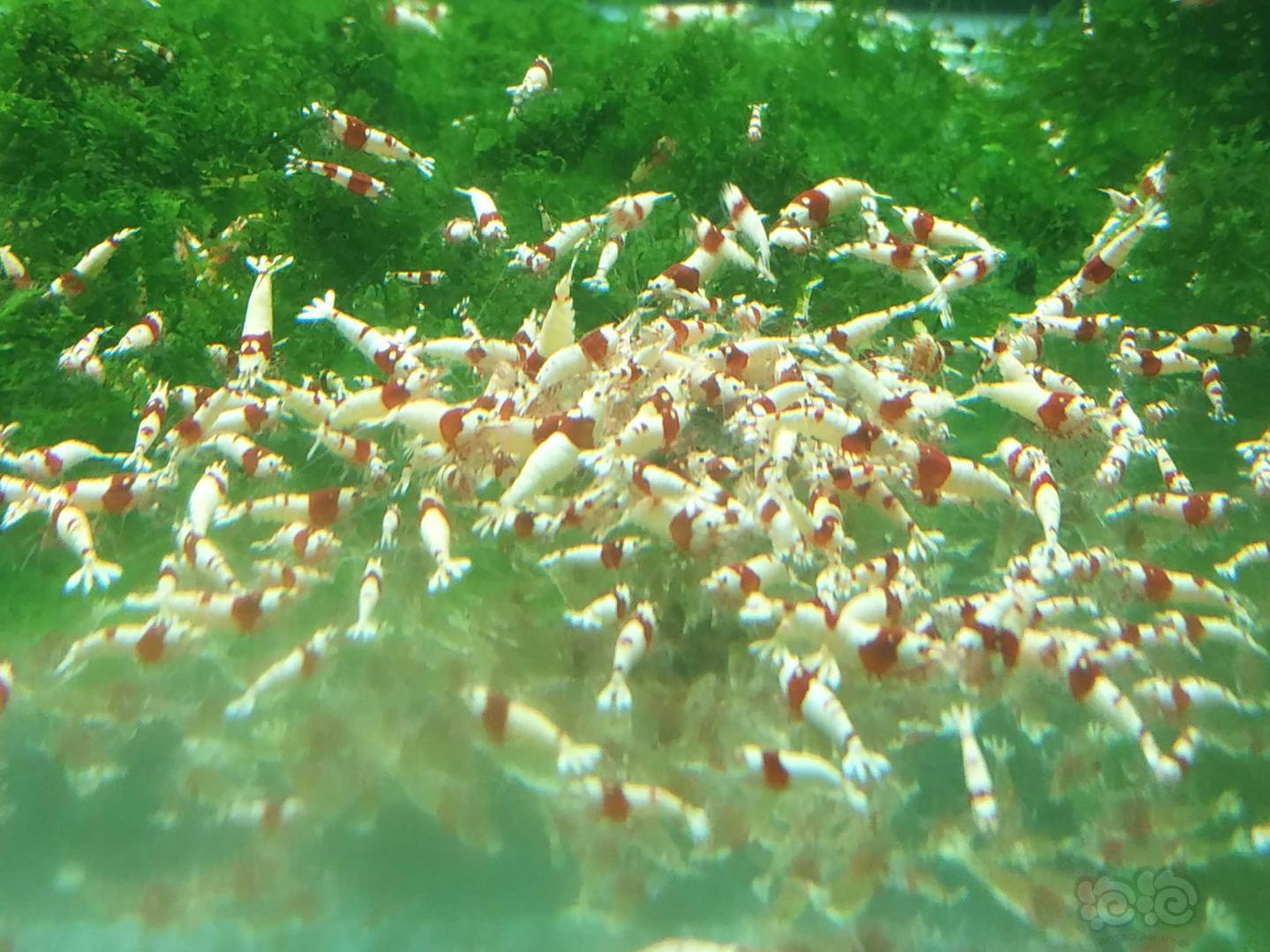 出纯血红白水晶虾-图1