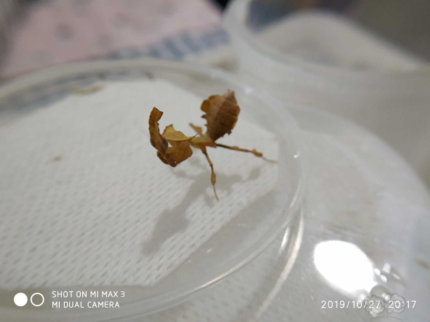 实物出售幽灵螳螂