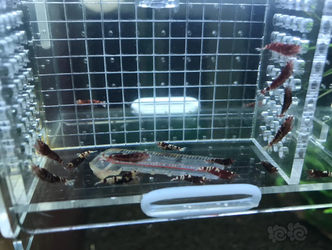 【虾】2019-11-4#RMB拍卖红虎p一份15只-图8