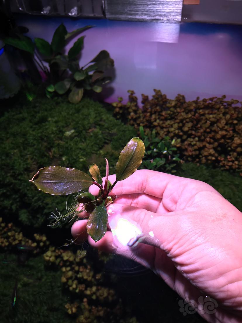 出一组模特辣椒榕繁殖株