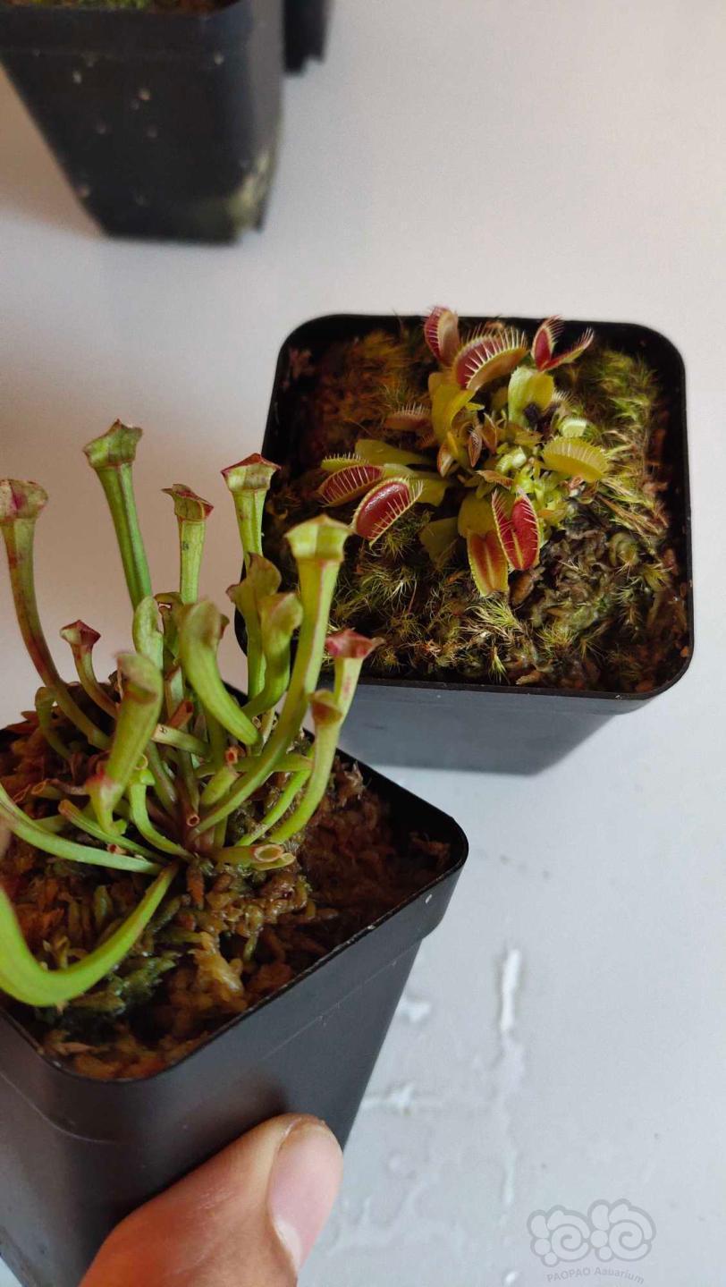 食虫植物捕蝇草瓶子草