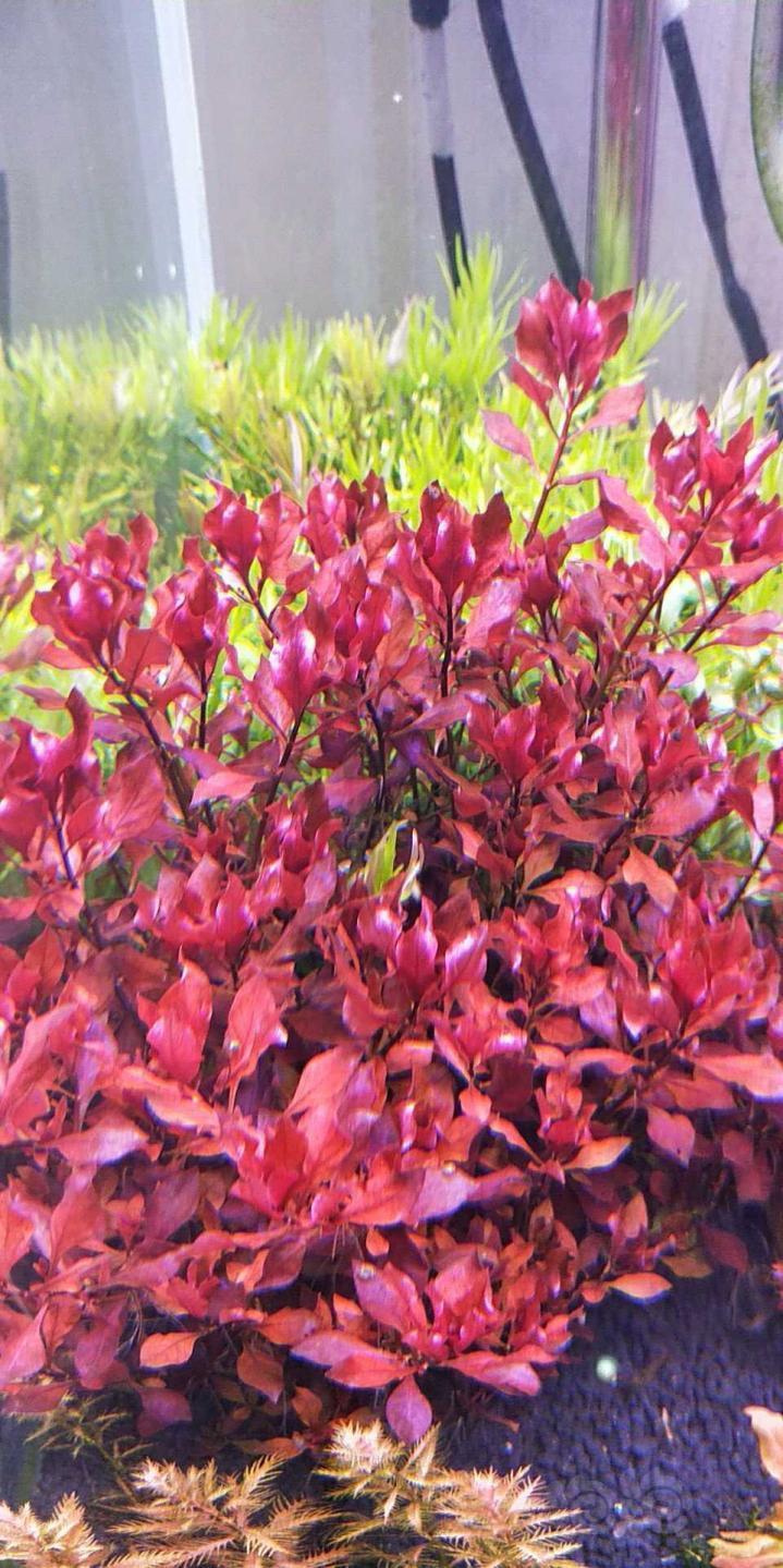 【水草】打头水草65