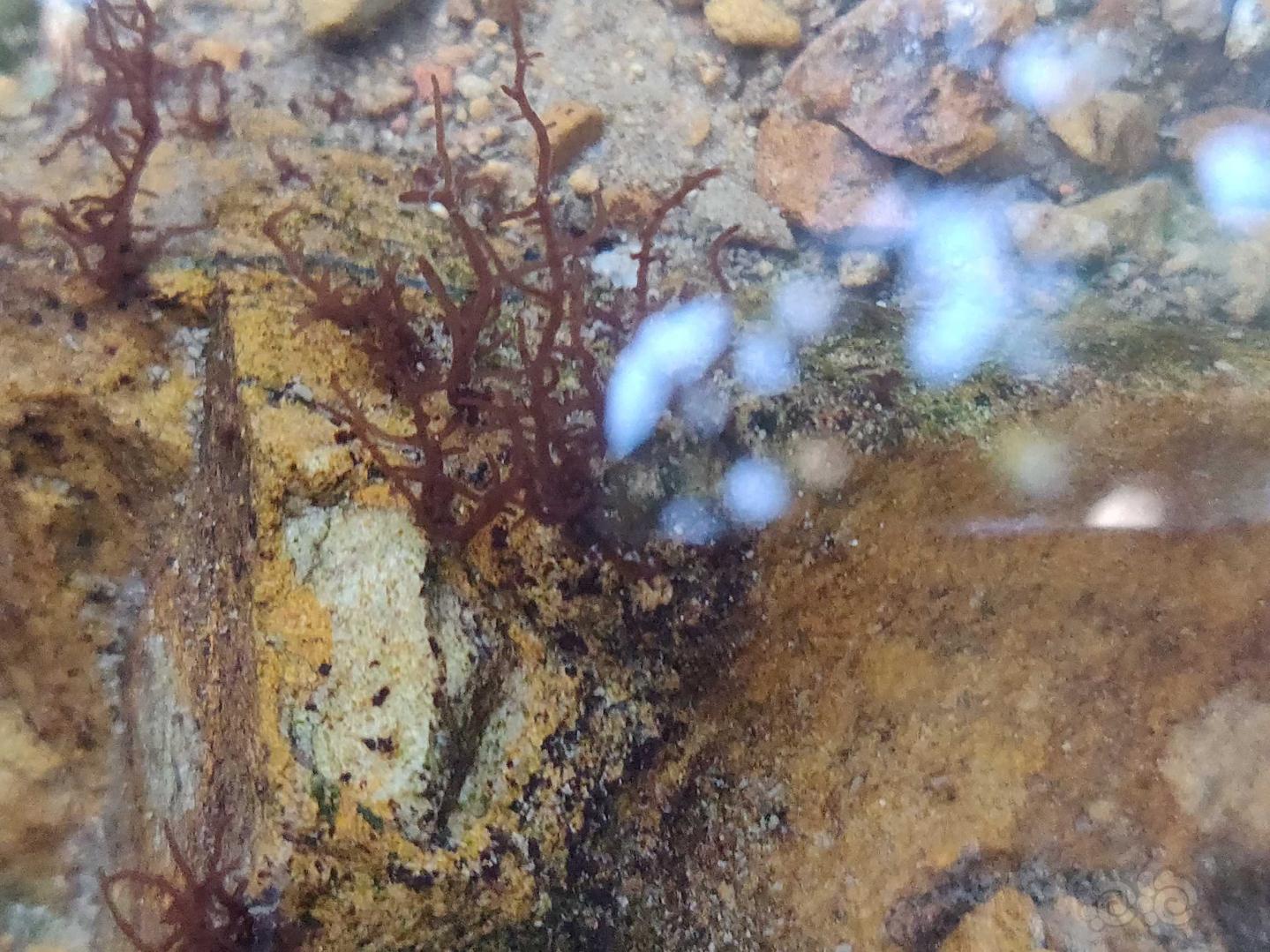 野采的虾和淡水红藻-图5
