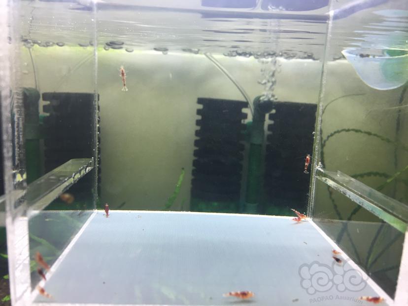 【虾】2019-12-15#RMB拍卖#红花虎苗13只-图1