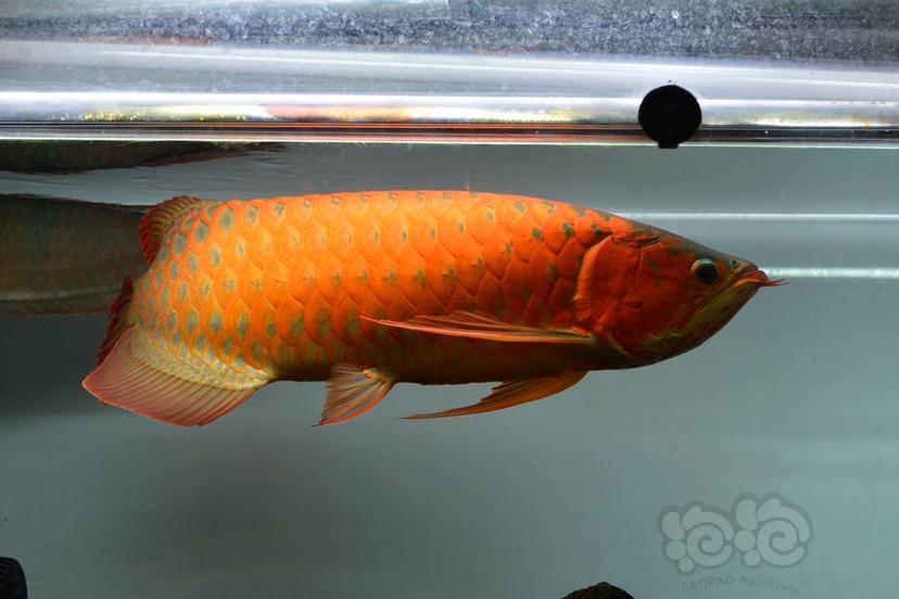 龙鱼比赛赤血一米龙