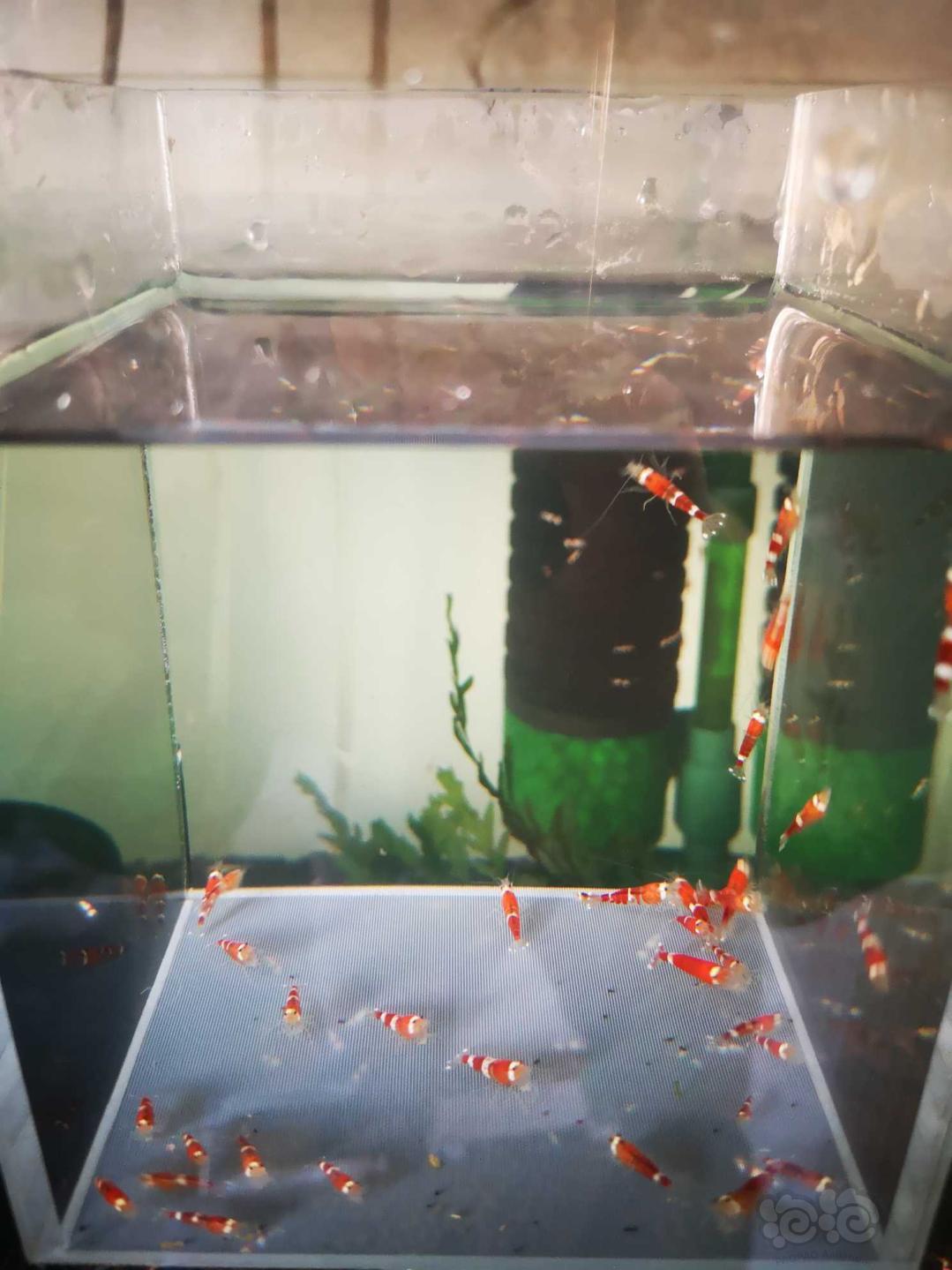 【虾】2019-12-10#RMB拍卖#圣诞红索型水晶虾一份30只-图4
