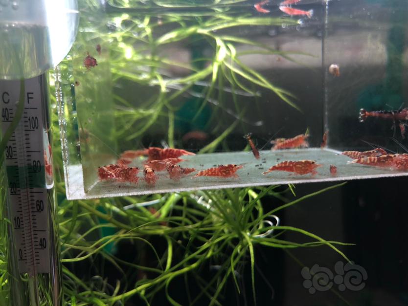 【虾】2019-12-2#RMB拍卖红银河苗子20只-图5